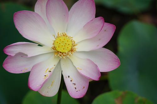 details,pink,waterlily,flower