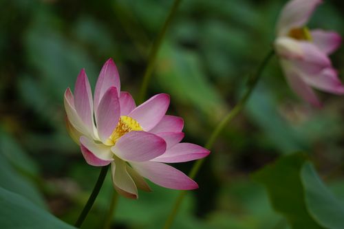 pink,waterlily,nearby,water
