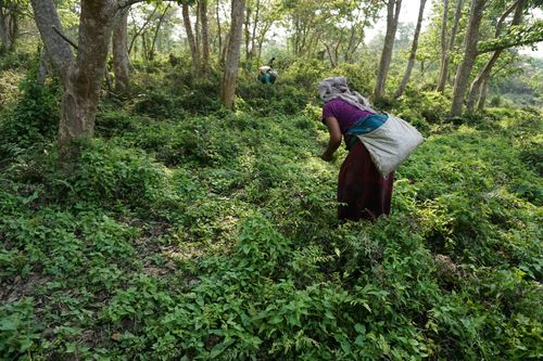 local,women,collecting,fern,forest