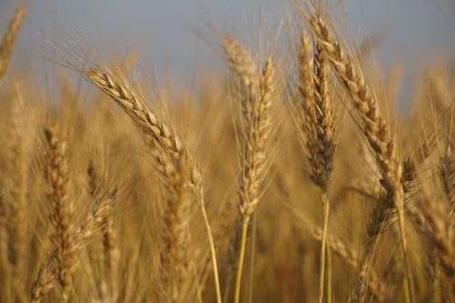 ear,wheat,ready,harvesting
