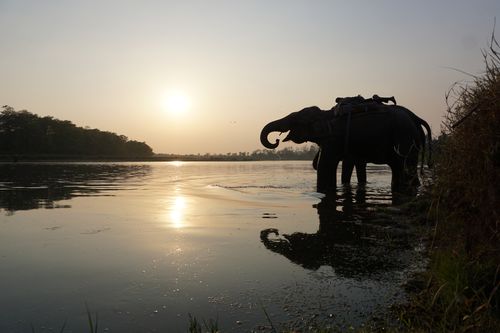 elephant,enjoying,sunset,chitwan,national,park
