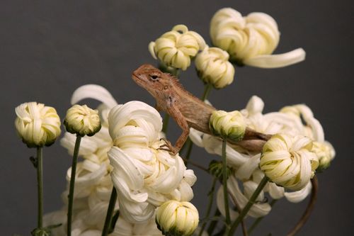 common,lizard,chrysanthemum,flower,garden,eastern,nepal