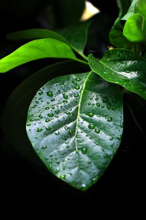 green,leaf,drop,water,image,sita,maya,shrestha