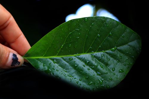 hand,holding,leaf,drop,water,image,sita,maya,shrestha