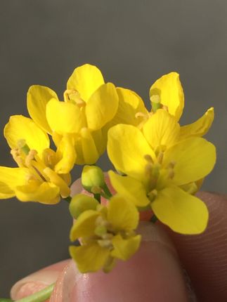 yellow,mustard,flower