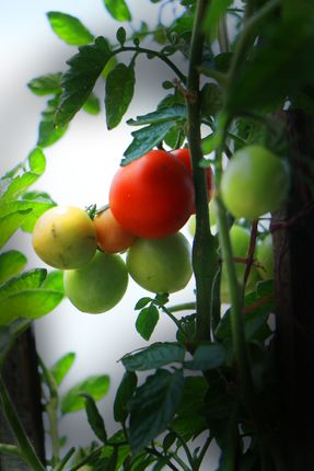 tomato,plante,food,veg#,image,sita,maya,shrestha