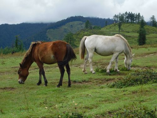 pair,horse,grazing,chahere,kharka,danphe,lekh,jumla