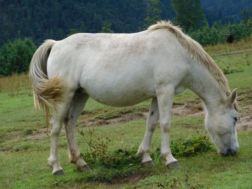 white,horse,grazing,chehere,kharka,danfe,lekh,jumla