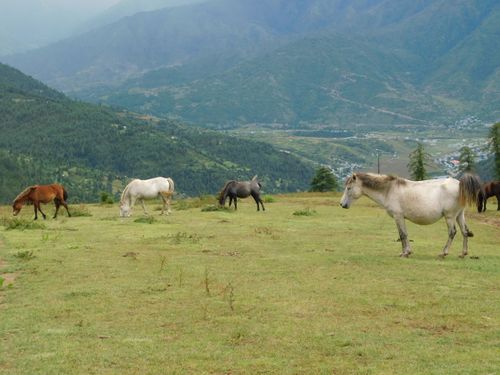 horses,grazing,chehere,kharka,danfe,lekh,jumla