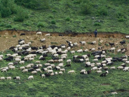 herd,grazing,sheep,chehere,kharka,jumla,nepal