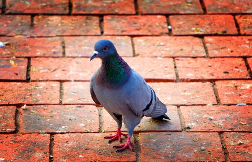 eyes,pigeon,️,#photography,#pigeon,#bird,#animal