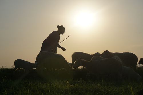 local,wman,taking,care,sheep,chitwan,nepal
