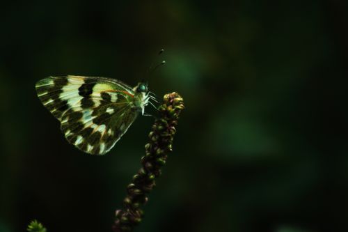 captured,rarely,butterfly