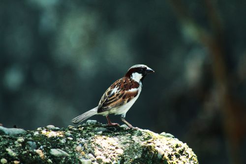 spotted,sparrow,bird,canon,1300d