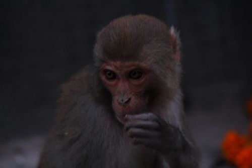 monkey,capture,marshal,photography