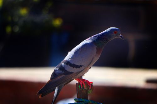 stock,image,pigeon,photography,|,animals,beautiful,pigeon#,pashupatinath,animal,kathmandu,sita,maya,shrestha