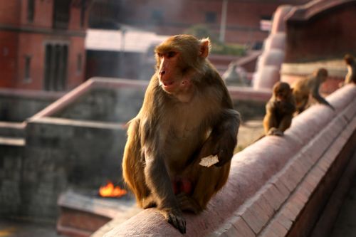 stock,image,#monkey#,monkey,animal#,pashupatinath,temple#,kathmandu,nepal,photography,sita,maya,shrestha