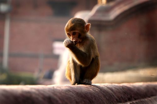 stock,image,monkey#,monkey,animal#,pashupatinath,temple#,kathmandu,nepal,photography,sita,maya,shrestha