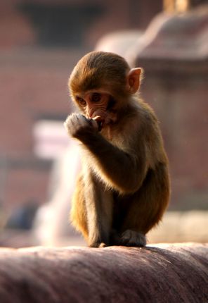 stock,image,#close,monkey#,monkey,animal#,pashupatinath,temple#,kathmandu,nepal,photography,sita,maya,shrestha