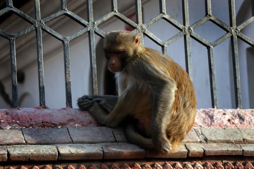 stock,image,#monkey#,monkey,animal#,sad,pose#,pashupatinath,temple#,kathmandu,nepal,photography,sita,maya,shrestha