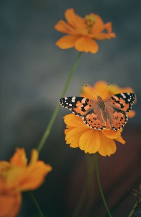 closeup,shot,butterfly