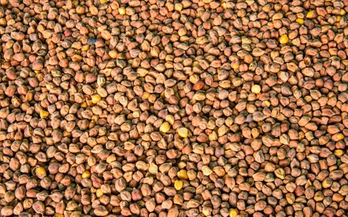 dry,brown,beans,orchana,collection,background,kathmandu,nepal
