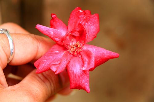 pink,rose,image,#hold,hand#,stock,nepal,photography,sita,maya,shrestha