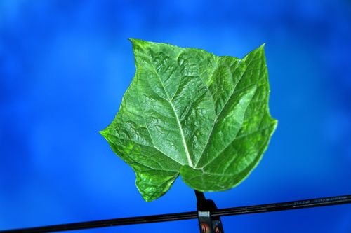 leaf,image,#blue,background,creative,photo#,stock,image#,nepal#photography,sita,mayashrestha
