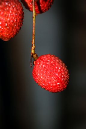 fresh,lychee,fruit,photography,#stock,image,nepalphotography#sitamayashrestha