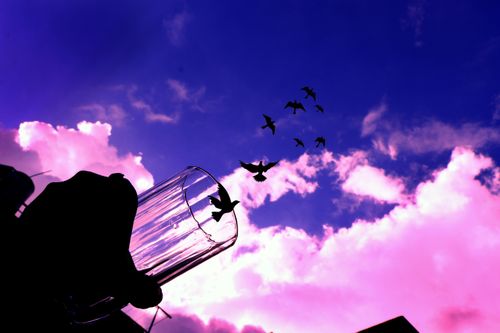 creative,idea,cloud,glass,fly,birds,#stock,image#,nepal,photography#,sita,mayashrestha