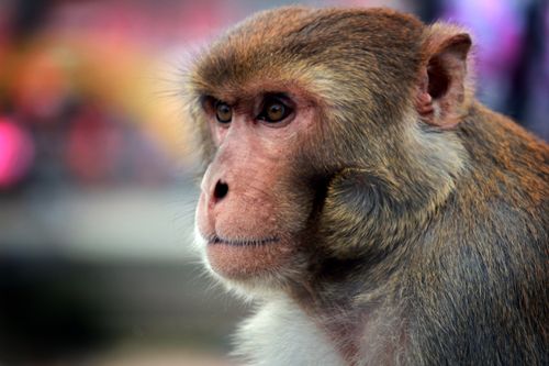monkey,animals,photo,stock,image#,nepal,photography#,sita,maya,shrestha
