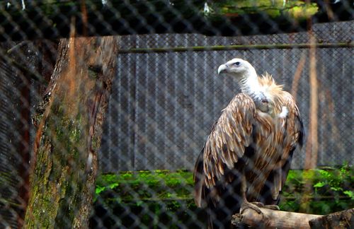 vulture,bird,/jawalakhel,zoo,|,nepal,stock,image,/nepal_photography,sitamaya,shrestha