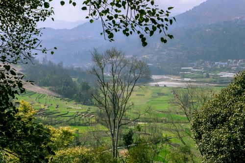 agricultured,land,plantation,plants,village,nepal