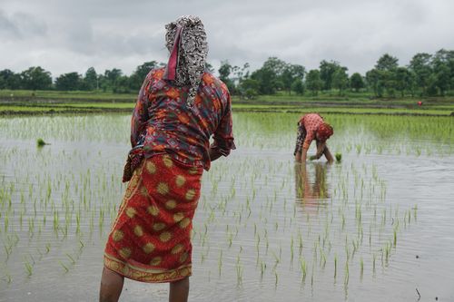 women,working,farmland,chitwan,nepal