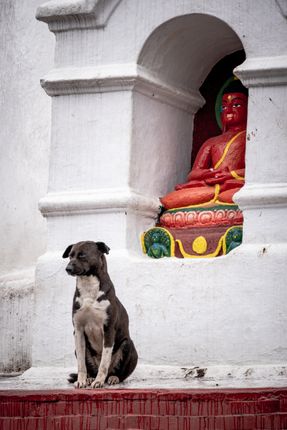 dog,sitting,front,state,buddha