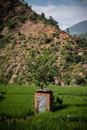 tree,grows,top,toilet,sindhuli
