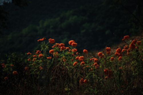 orange,flowers,pictured,nature