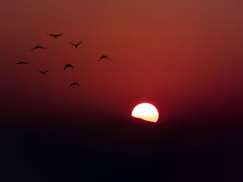 birds,flying,formation,sunset