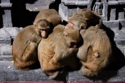 monkeys,huddled,beat,winter,cold,swayambhu