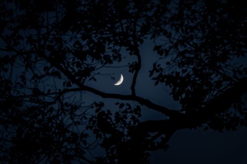 crescent,moon,pictured,trees,night