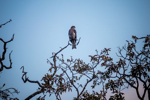 eagle,sits,top,branch,tree,swayambhu