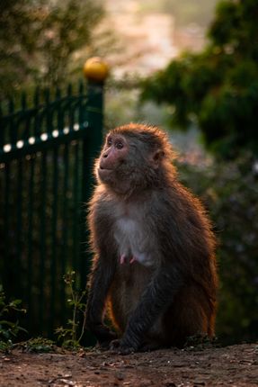 monkey,stares,distance,swayambhu