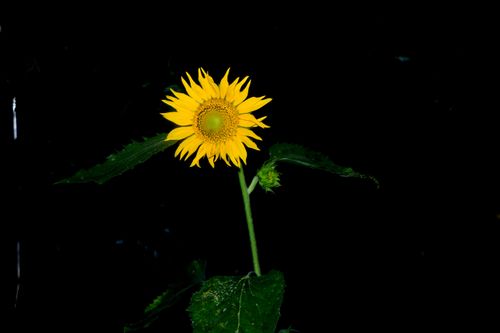 sunflower,stock,image#,nightshoot#,nepal,_photographyby,sita,maya,shrestha