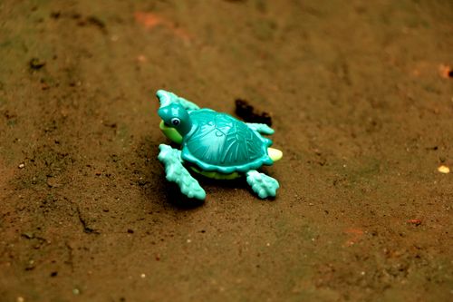toy,tortoise,image,animal#,stock,image#,nepal_photography#photography,sita,maya,shrestha