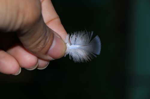 small,feather,pigeon,#stock,image,nepal_photographyby,sita,maya,shrestha