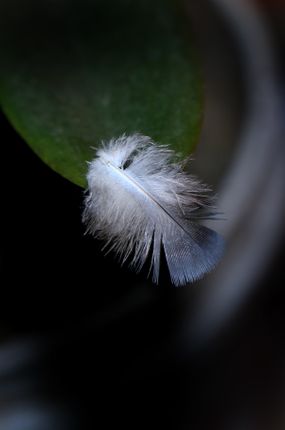 small,feather,pigeon,#stock,image,nepal_photographyby,sita,maya,shrestha