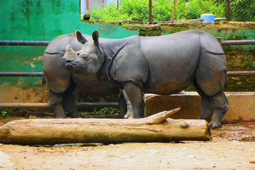 rhinoceros,central,zoo,stock,image,nepal_photography,sita,maya,shrestha