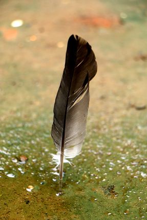 pigeon,feather,stock,iamge#,nepal_photography,sita,maya,shrestha