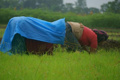 nepalese,farmer,working,farmland,monsoon