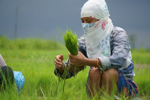 nepali,girl,covering,face,scarf,due,covid-19,fear,working,farmland,chitwan,nepal